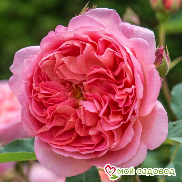 Роза Боскобел: купить в Минусинске - цена 315 ₽ за 1 шт. - Доставка Почтой