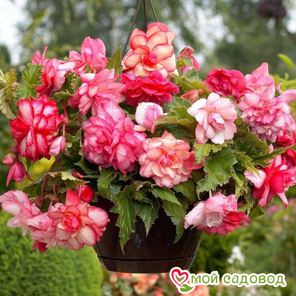 Бегония Пикоти Каскад Флоренс